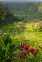 Featured Gallery - Bali
