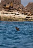 Baja California