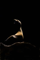 California sea lion. Photo by Beth Huning.
