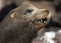 California sea lion. Photo by Beth Huning.
