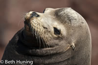 California sea lion. Photo by Beth Huning.