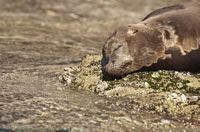 California sea lion. Photo by Beth Huning.