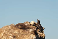 CA sea lions. Photo by Beth Huning.