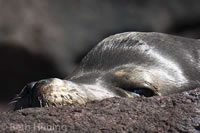 CA sea lions. Photo by Beth Huning.