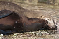 CA sea lions. Photo by Beth Huning.
