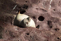 CA sea lions. Photo by Beth Huning.