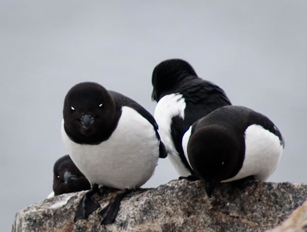Svalbard - The High Arctic