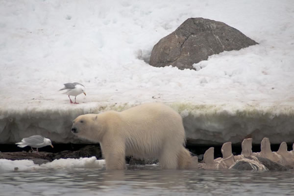 Svalbard - The High Arctic