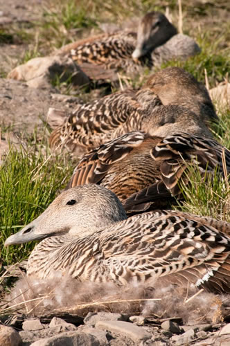 Svalbard - The High Arctic