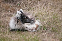 Svalbard - The High Arctic