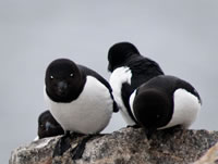 Svalbard - The High Arctic