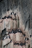 Svalbard - The High Arctic