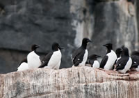 Svalbard - The High Arctic