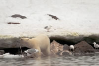 Svalbard - The High Arctic