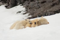 Svalbard - The High Arctic