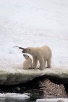 Svalbard - The High Arctic