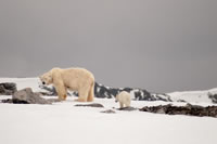 Svalbard - The High Arctic