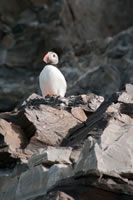 Featured Gallery - Svalbard - The High Arctic