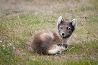 Svalbard - The High Arctic