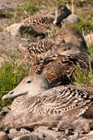 Featured Gallery - Svalbard - The High Arctic